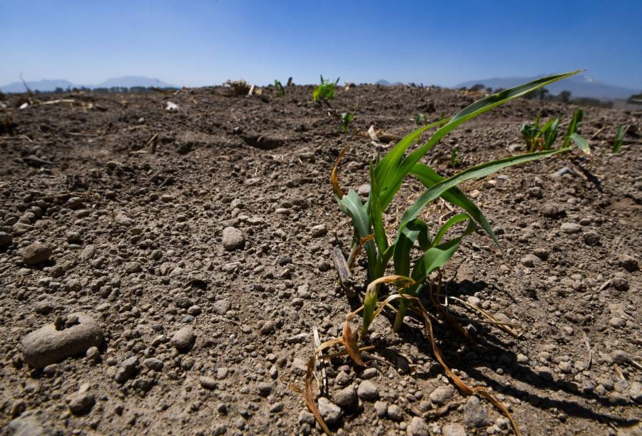 México, la peor caída en producción de granos en 25 años