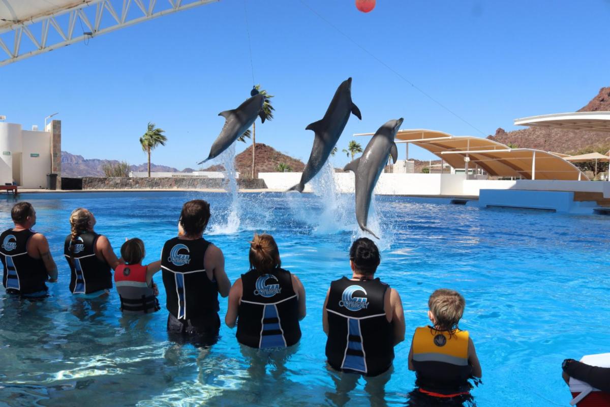 Senado avala reforma para prohibir el uso de mamíferos marinos en espectáculos