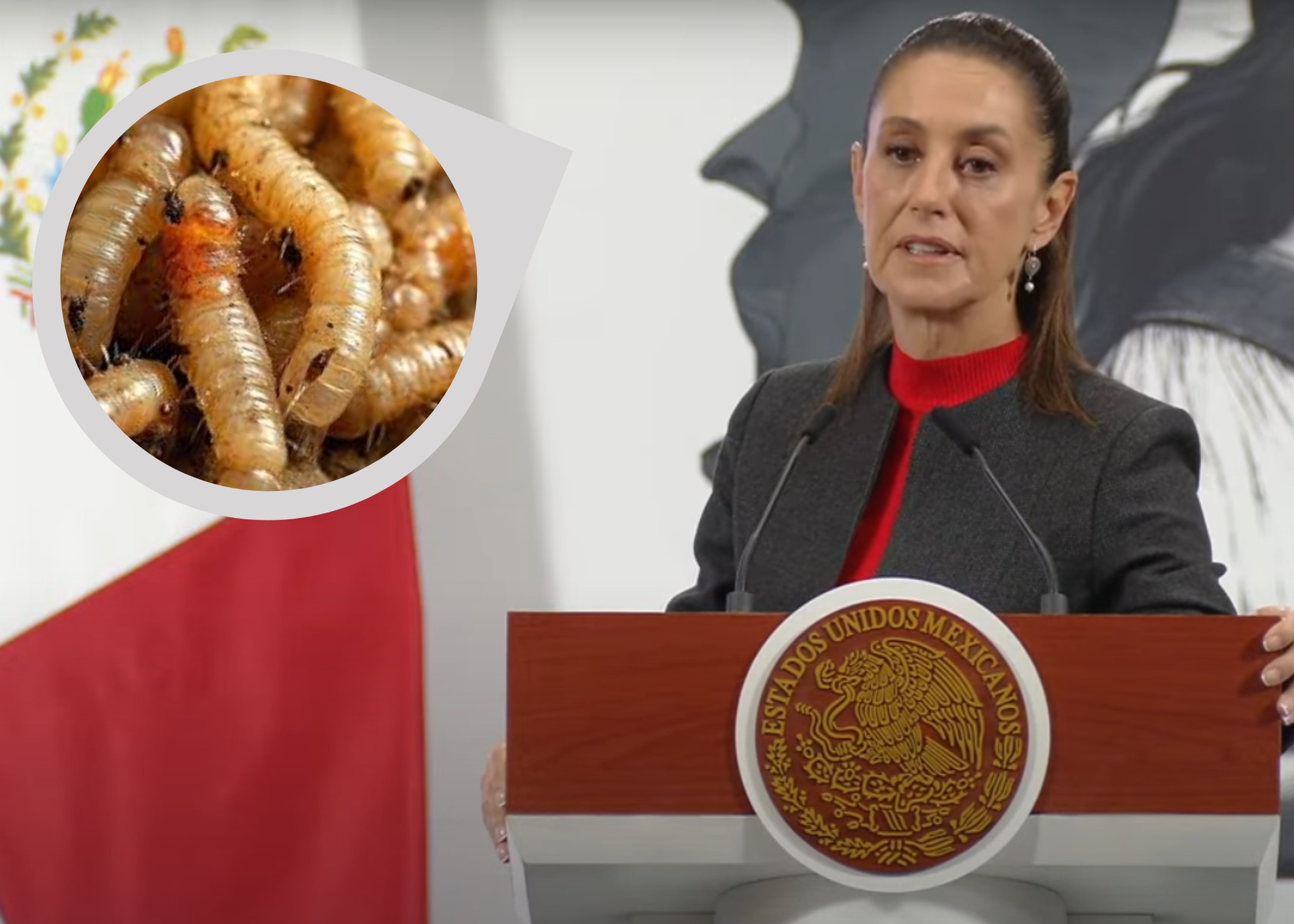 Sheinbaum califica de “exagerado” cierre de frontera por caso de gusano barrenador en Veracruz