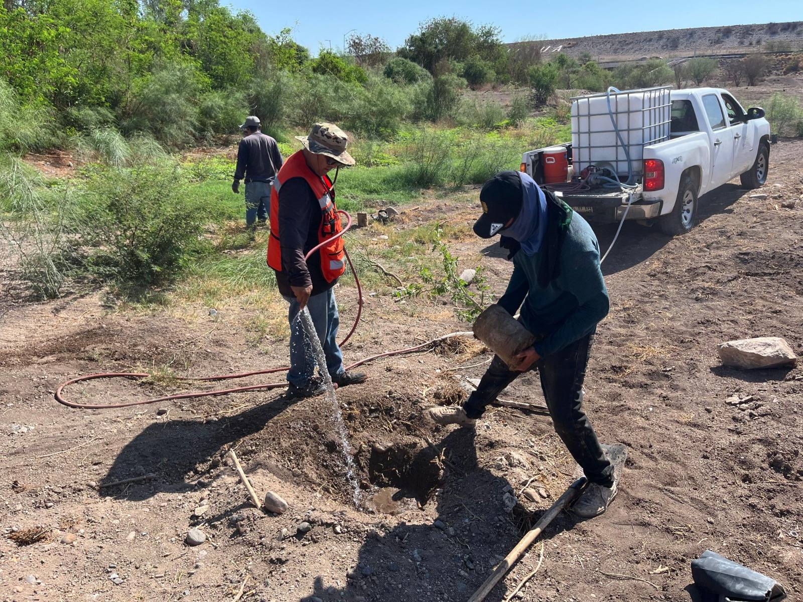 Inicia Gobierno de Sonora trabajos de reforestación en el polígono “La Oreja” del Bosque Urbano La Sauceda