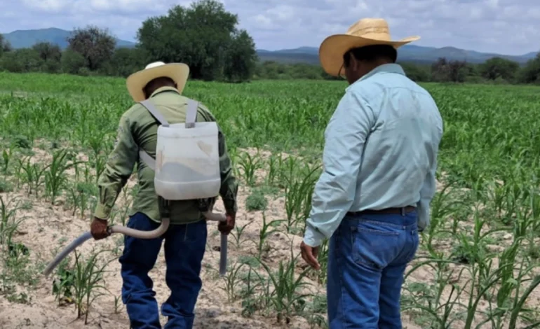 Agricultores indígenas y afromexicanos reciben apoyos de Producción para el Bienestar