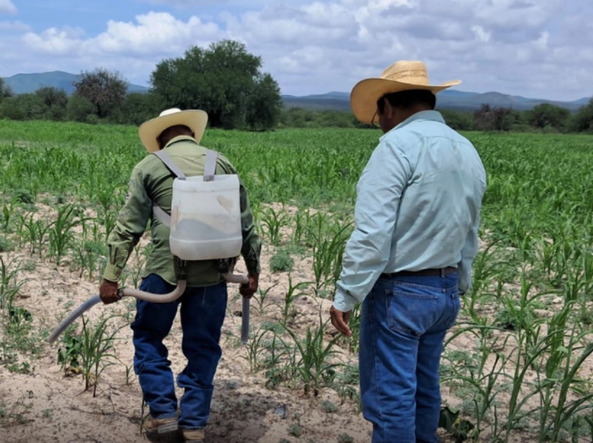 Agricultores indígenas y afromexicanos reciben apoyos de Producción para el Bienestar
