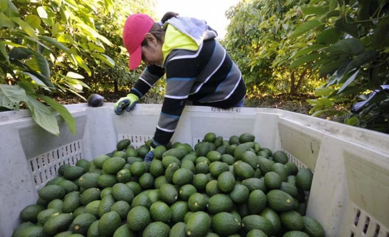 Reactivan a 100% la exportación de aguacate mexicano a Estados Unidos