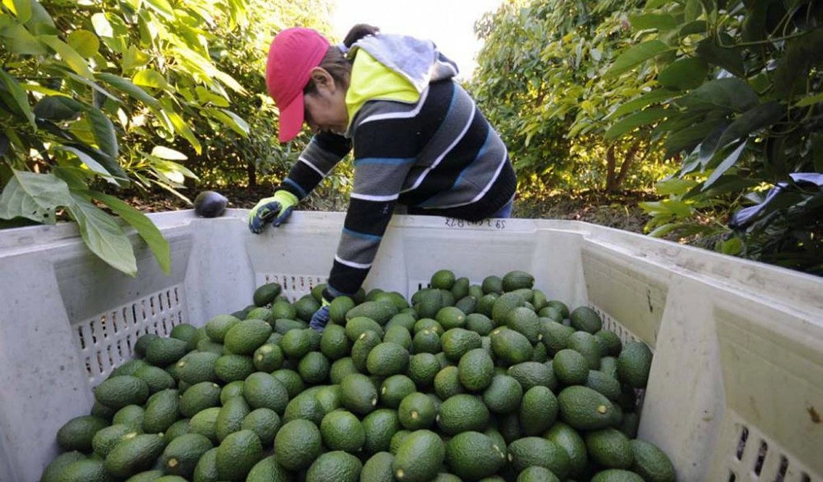 Reactivan a 100% la exportación de aguacate mexicano a Estados Unidos